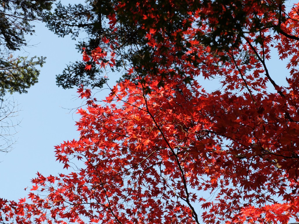 紅葉谷公園の紅葉