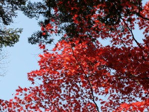 紅葉谷公園の紅葉